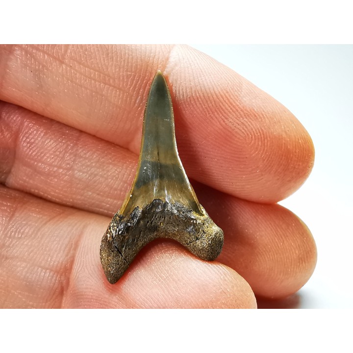shark tooth Cretoxyrhina mantelli - Cenomanian (Texas)