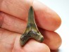 dent de requin Cretoxyrhina mantelli - Cénomanien (Texas)