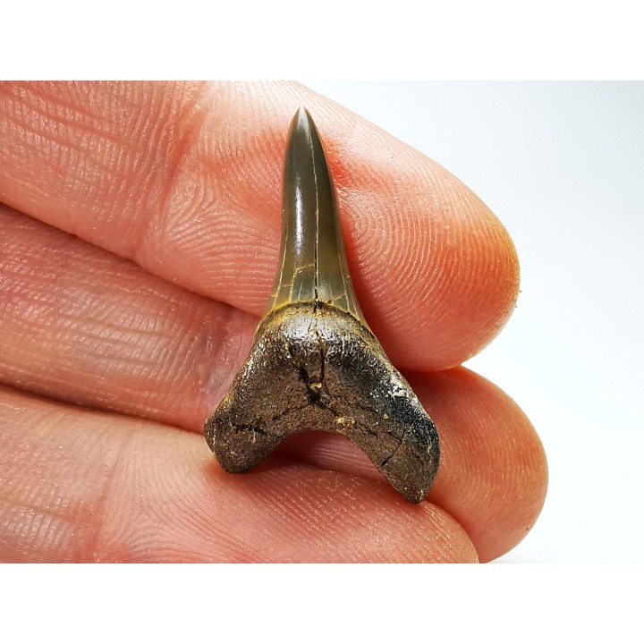shark tooth Cretoxyrhina mantelli - Cenomanian (Texas)