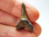 dent de requin Cretoxyrhina mantelli - Cénomanien (Texas)