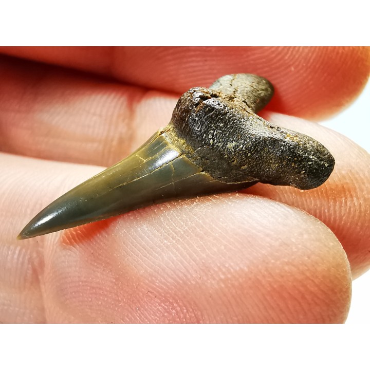 shark tooth Cretoxyrhina mantelli - Cenomanian (Texas)