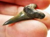 shark tooth Cretoxyrhina mantelli - Cenomanian (Texas)