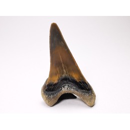 shark tooth Cretoxyrhina mantelli - Cenomanian (Texas)