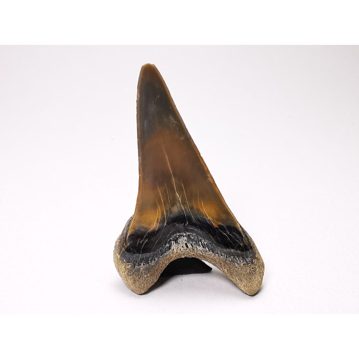 dent de requin Cretoxyrhina mantelli - Cénomanien (Texas)