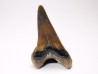 shark tooth Cretoxyrhina mantelli - Cenomanian (Texas)