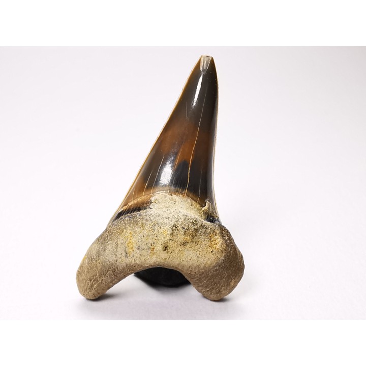 shark tooth Cretoxyrhina mantelli - Cenomanian (Texas)
