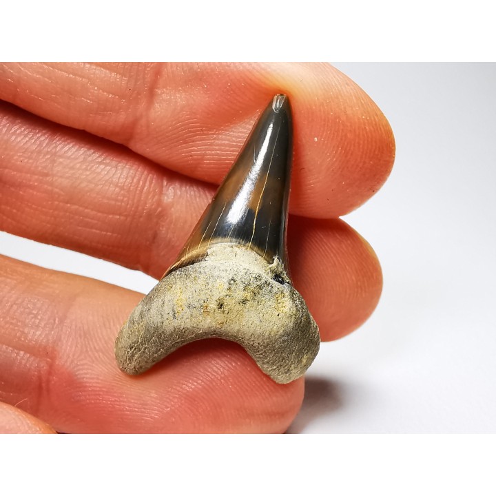 shark tooth Cretoxyrhina mantelli - Cenomanian (Texas)