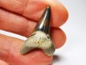 dent de requin Cretoxyrhina mantelli - Cénomanien (Texas)