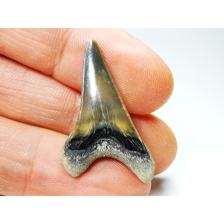 dent de requin Cretoxyrhina mantelli - Cénomanien (Texas)