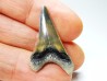 shark tooth Cretoxyrhina mantelli - Cenomanian (Texas)