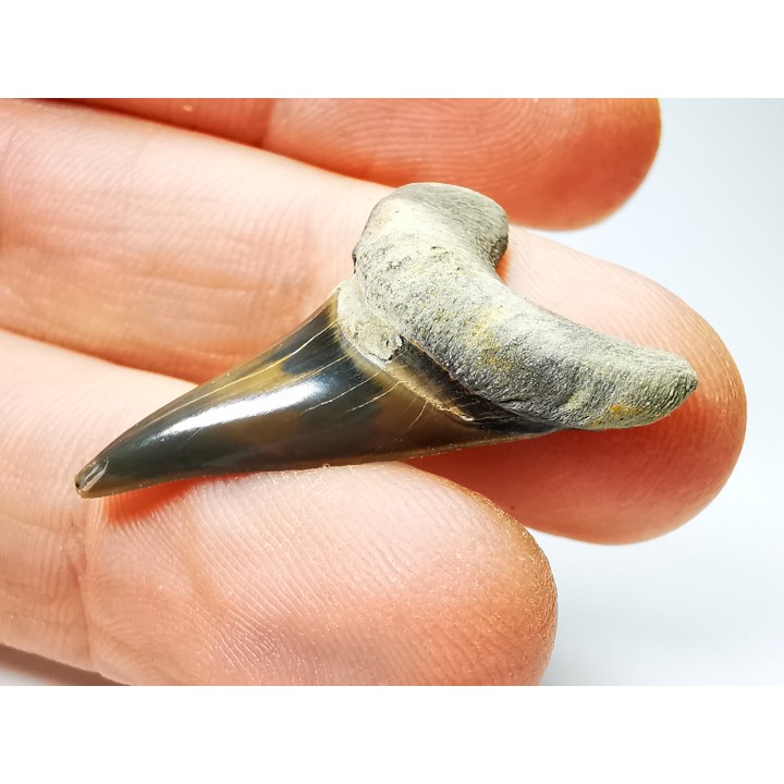 shark tooth Cretoxyrhina mantelli - Cenomanian (Texas)