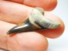 dent de requin Cretoxyrhina mantelli - Cénomanien (Texas)