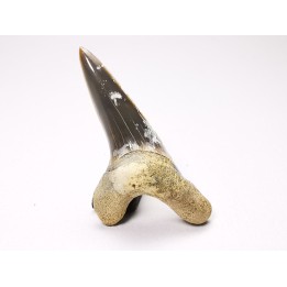 dent de requin Cretoxyrhina mantelli - Cénomanien (Texas)