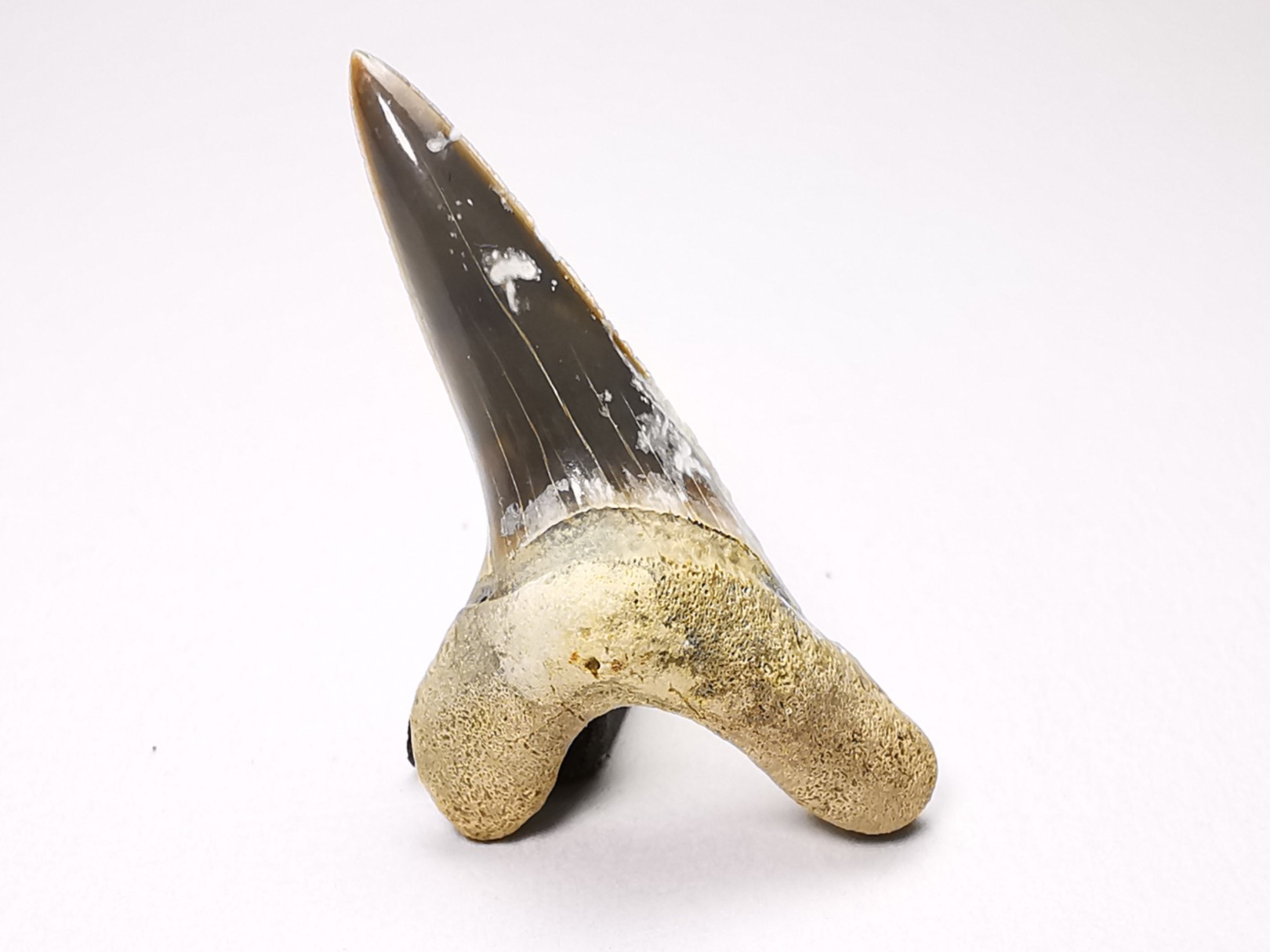 dent de requin Cretoxyrhina mantelli - Cénomanien (Texas)