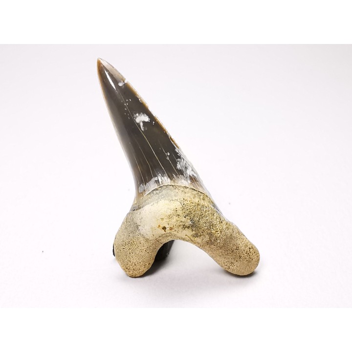 dent de requin Cretoxyrhina mantelli - Cénomanien (Texas)