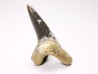 dent de requin Cretoxyrhina mantelli - Cénomanien (Texas)