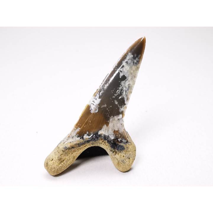 shark tooth Cretoxyrhina mantelli - Cenomanian (Texas)