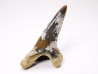 dent de requin Cretoxyrhina mantelli - Cénomanien (Texas)
