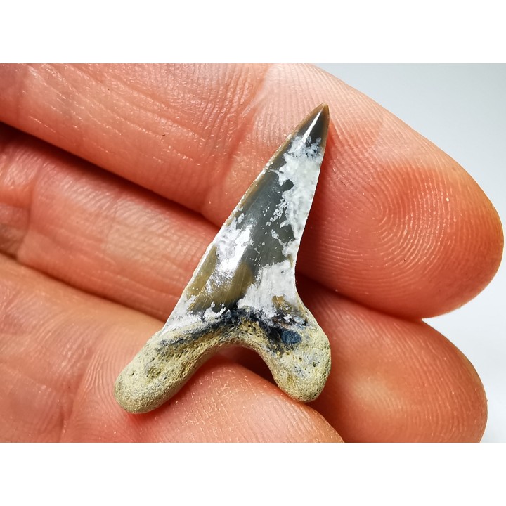 shark tooth Cretoxyrhina mantelli - Cenomanian (Texas)