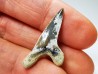 dent de requin Cretoxyrhina mantelli - Cénomanien (Texas)
