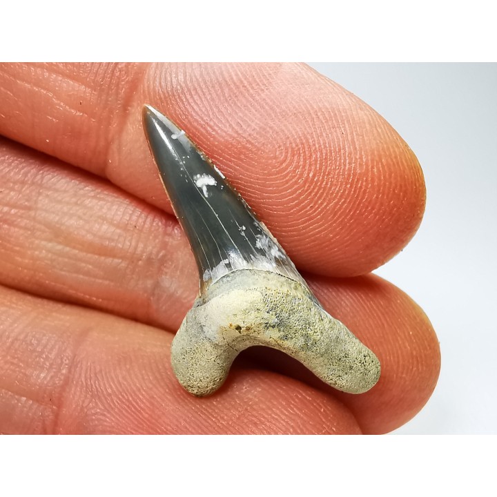 dent de requin Cretoxyrhina mantelli - Cénomanien (Texas)