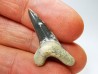 shark tooth Cretoxyrhina mantelli - Cenomanian (Texas)