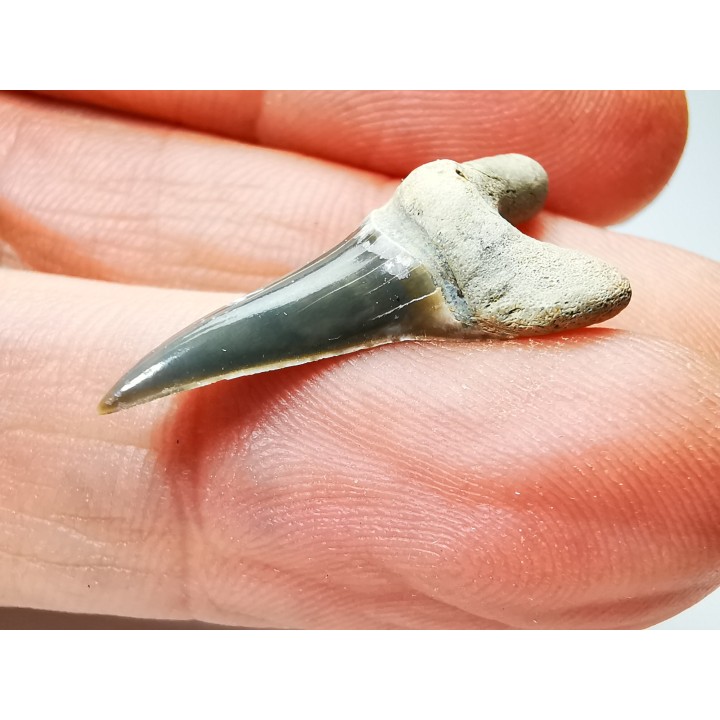 dent de requin Cretoxyrhina mantelli - Cénomanien (Texas)