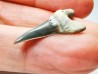 dent de requin Cretoxyrhina mantelli - Cénomanien (Texas)