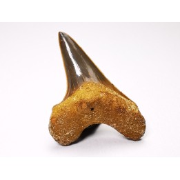 shark tooth Cretoxyrhina mantelli - Cenomanian (Texas)