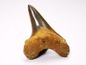 shark tooth Cretoxyrhina mantelli - Cenomanian (Texas)