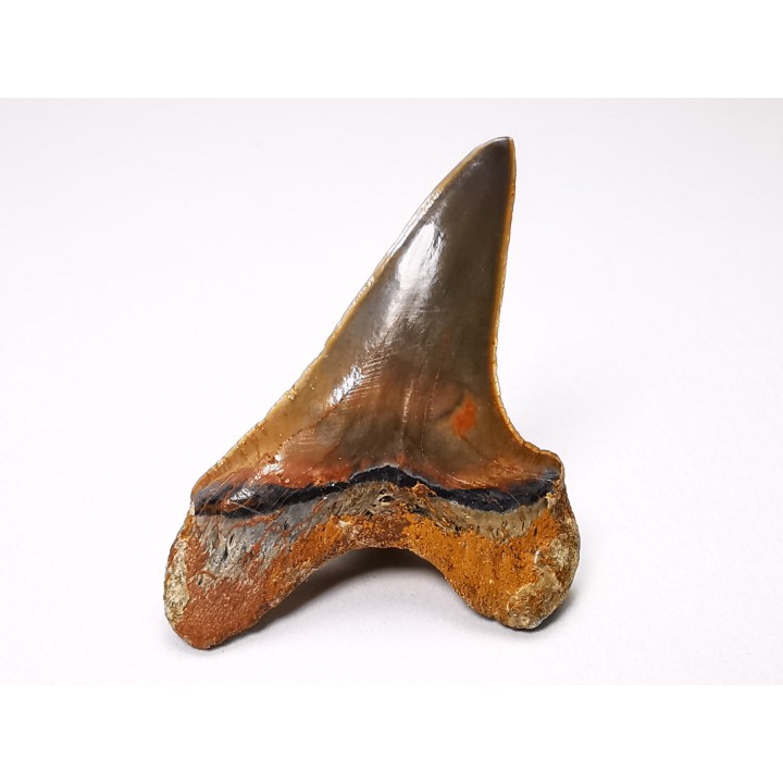 dent de requin Cretoxyrhina mantelli - Cénomanien (Texas)