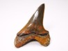 shark tooth Cretoxyrhina mantelli - Cenomanian (Texas)