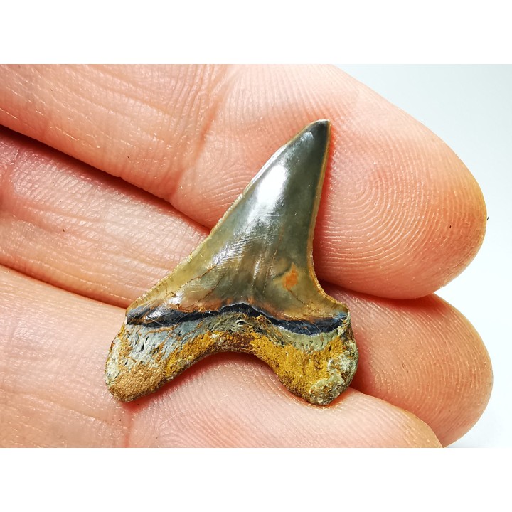 dent de requin Cretoxyrhina mantelli - Cénomanien (Texas)