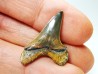 shark tooth Cretoxyrhina mantelli - Cenomanian (Texas)