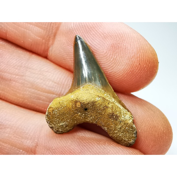 shark tooth Cretoxyrhina mantelli - Cenomanian (Texas)