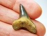 dent de requin Cretoxyrhina mantelli - Cénomanien (Texas)