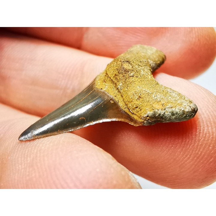 shark tooth Cretoxyrhina mantelli - Cenomanian (Texas)