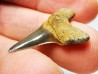 shark tooth Cretoxyrhina mantelli - Cenomanian (Texas)