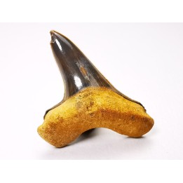 shark tooth Cretoxyrhina mantelli - Cenomanian (Texas)