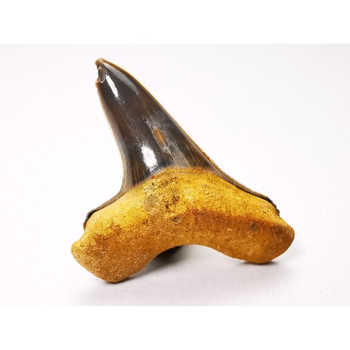 dent de requin Cretoxyrhina mantelli - Cénomanien (Texas)