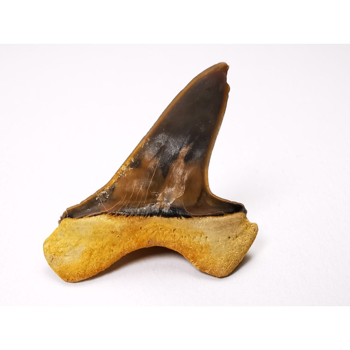 dent de requin Cretoxyrhina mantelli - Cénomanien (Texas)