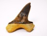 dent de requin Cretoxyrhina mantelli - Cénomanien (Texas)