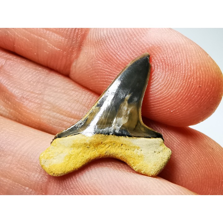 shark tooth Cretoxyrhina mantelli - Cenomanian (Texas)