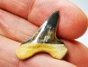 shark tooth Cretoxyrhina mantelli - Cenomanian (Texas)