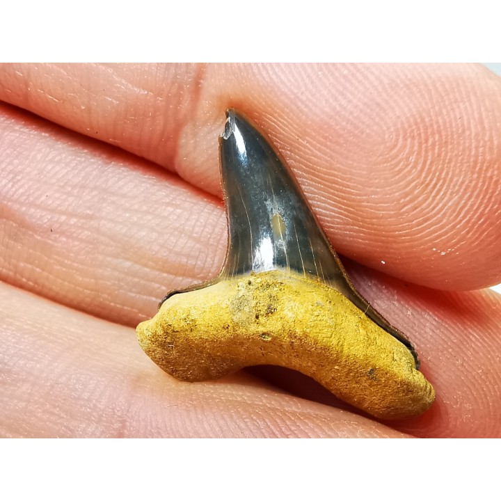 dent de requin Cretoxyrhina mantelli - Cénomanien (Texas)