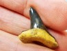 dent de requin Cretoxyrhina mantelli - Cénomanien (Texas)