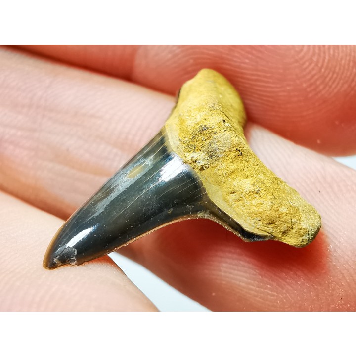 shark tooth Cretoxyrhina mantelli - Cenomanian (Texas)