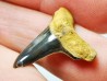dent de requin Cretoxyrhina mantelli - Cénomanien (Texas)
