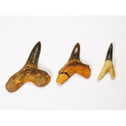 shark tooth set Cretoxyrhina mantelli - Cenomanian (Texas)