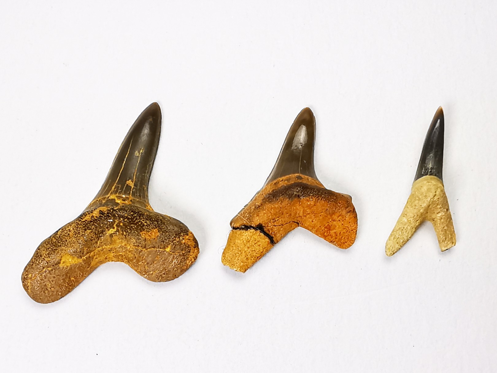 collection dents de requin Cretoxyrhina mantelli - Cénomanien (Texas)
